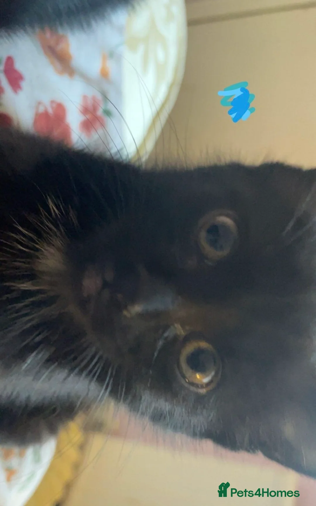 Mixed Breed cats for sale: All black mixed breed kittens - Advert 4