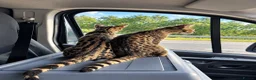 Savannah cats for sale: 🏵️ WORLDS BEST LINES 🏵️ Savannah F2 & F3 Kittens - Advert 33