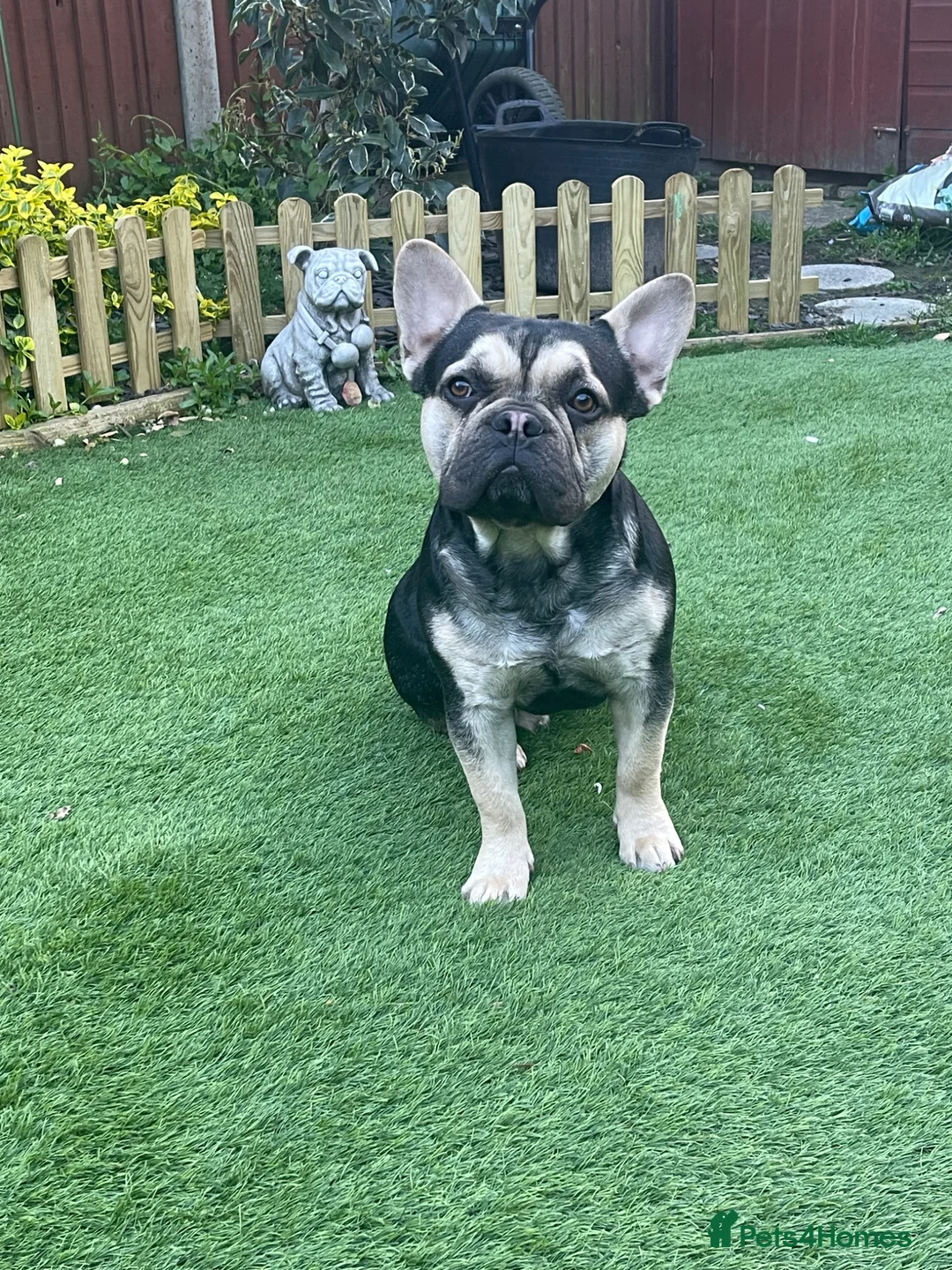 French Bulldog dogs for sale: French Bulldog Puppy Looking for a Loving Home in Woking - Advert 1