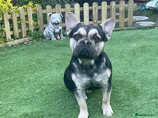 French Bulldog dogs French Bulldog Puppy Looking for a Loving Home - Advert 1