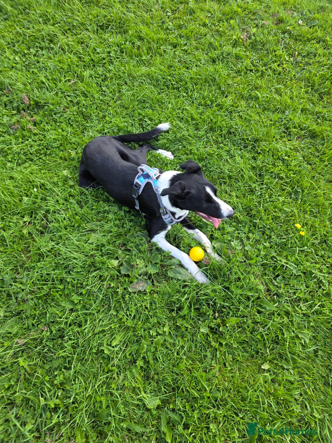 Border Collie dogs for sale: Male Border Collie - Advert 2