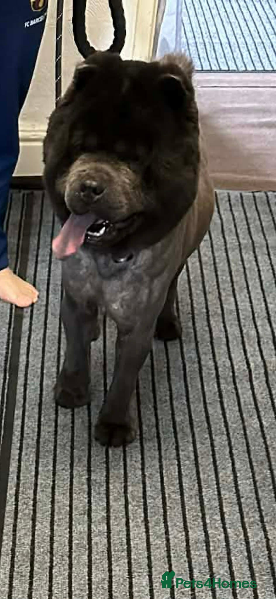 Chow Chow dogs Male Chow Chow for sale  - Advert 1