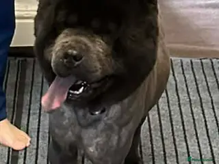 Chow Chow dogs Male Chow Chow for sale - Advert 1