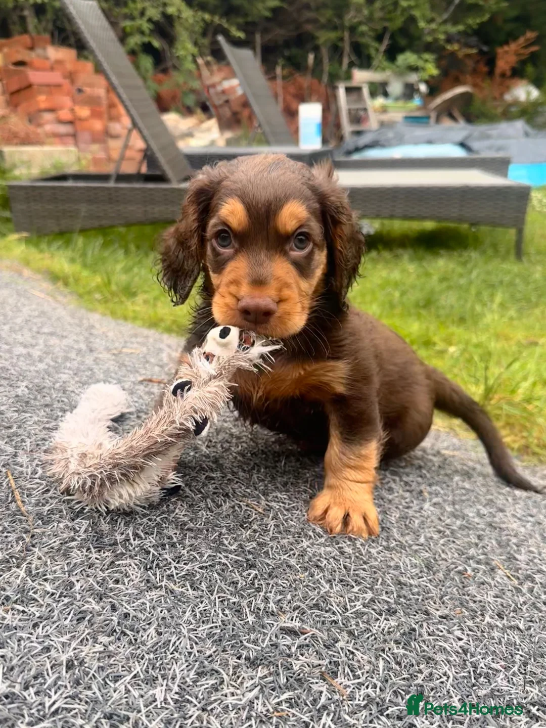 Cocker Spaniel dogs for sale: Fully Health Tested Working Cocker Spaniel Pup in Hailsham - Advert 2