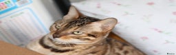 Bengal cats for sale: Exceptional Seal Sepia Bengal Queen  - Advert 15