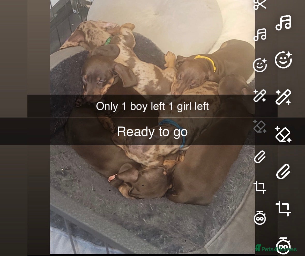 Dachshund dogs 6 mini dachshunds looking for there forever home  - Advert 12