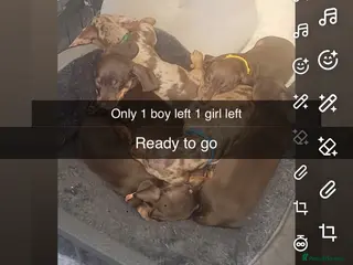 Dachshund dogs 6 mini dachshunds looking for there forever home - Advert 12