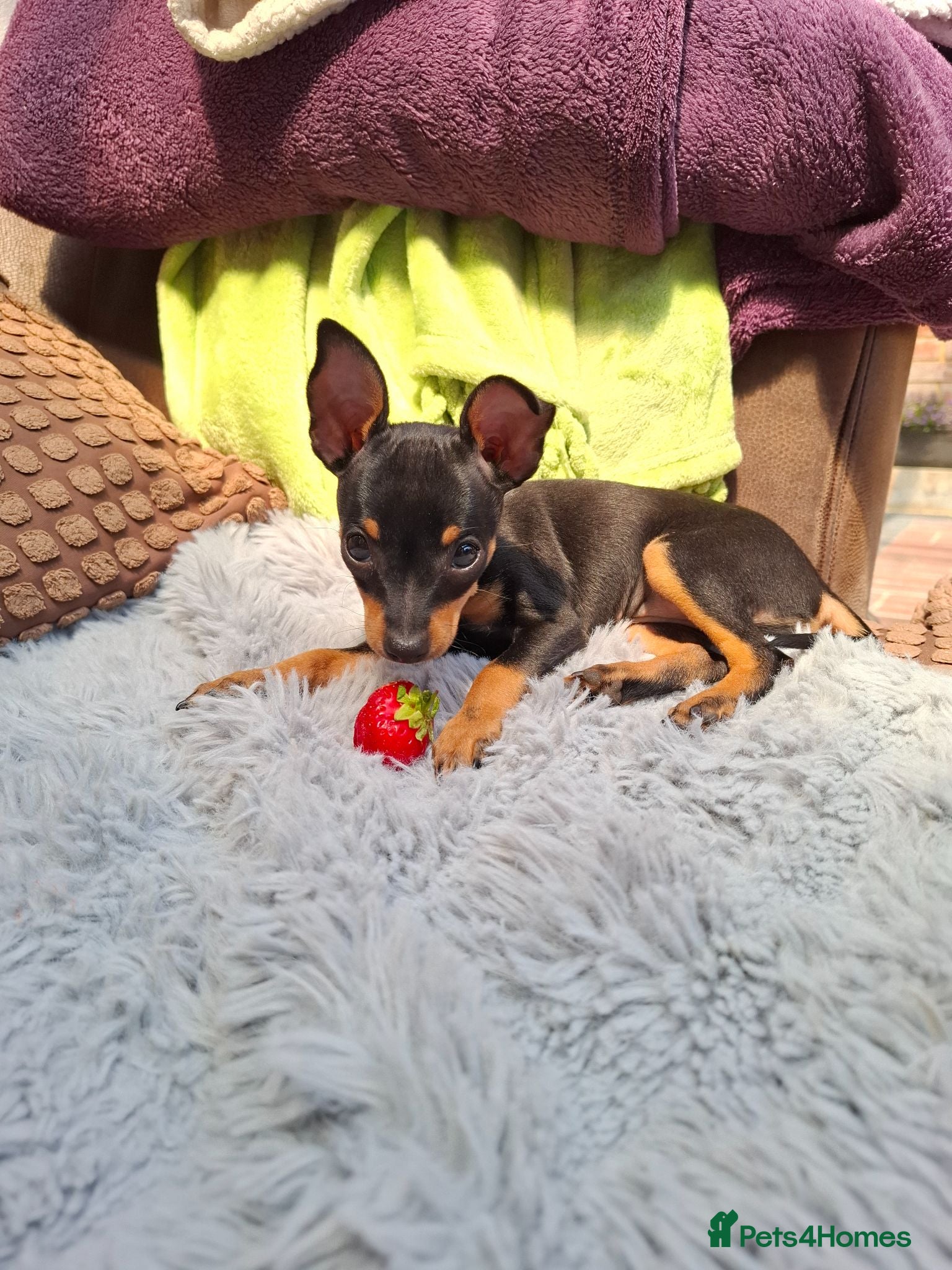 Mixed Breed dogs Russian Toy Terrier x Miniature Pinscher Puppies - Advert 15