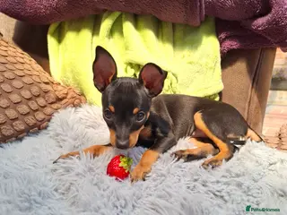Mixed Breed dogs Russian Toy Terrier x Miniature Pinscher Puppies - Advert 15