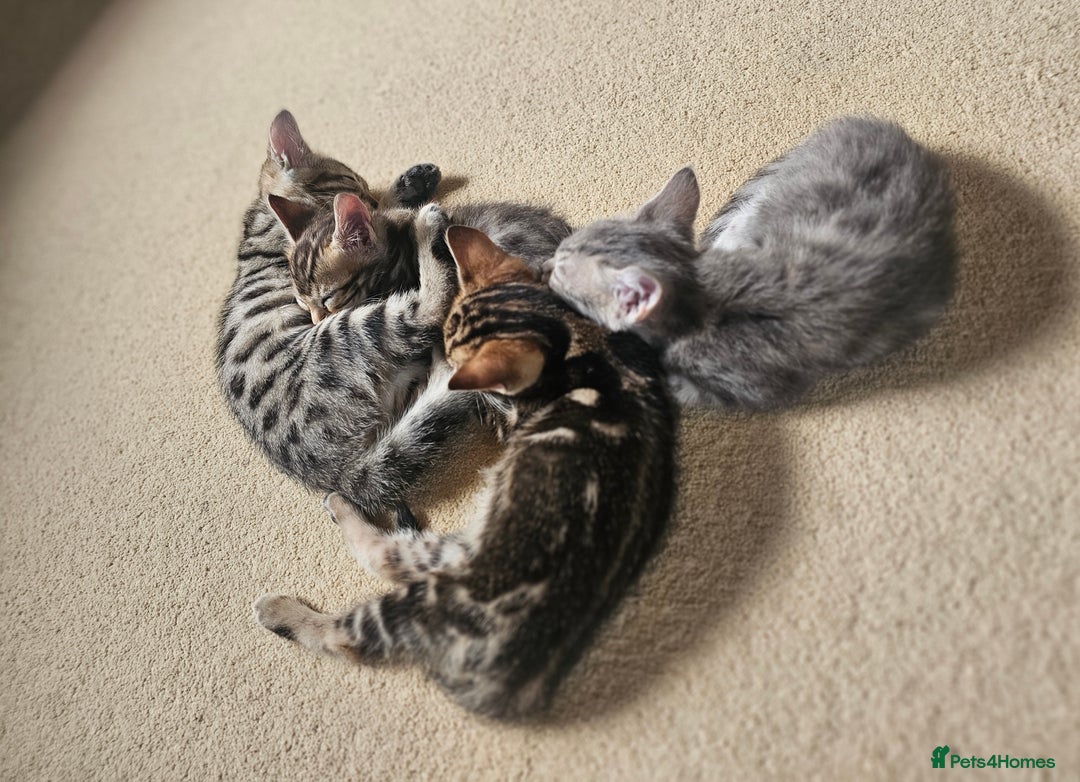 Bengal cats for sale: Bengal kittens. Absolutely beautiful!  - Image 17