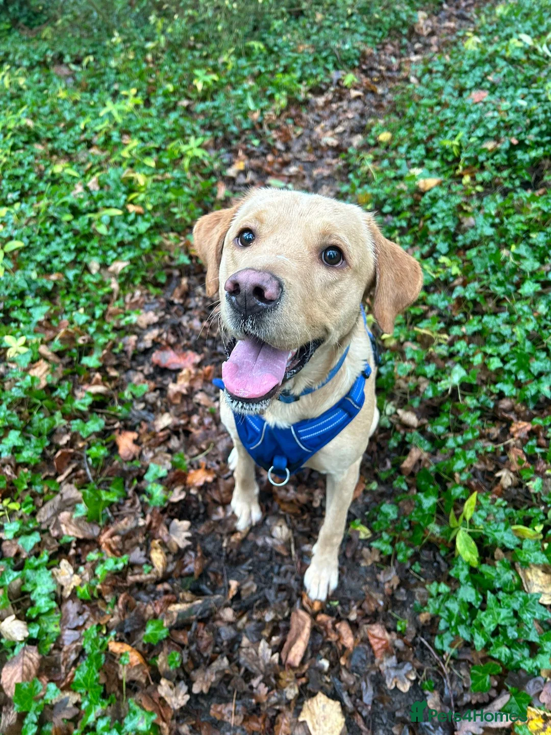 Labrador Retriever dogs for stud: Gorgeous KC Purebred Yellow Labrador For Stud - Advert 30