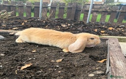 French Lop rabbits for sale: Litter of Giant French Lop Bunnies 🩵🩷 - Advert 11