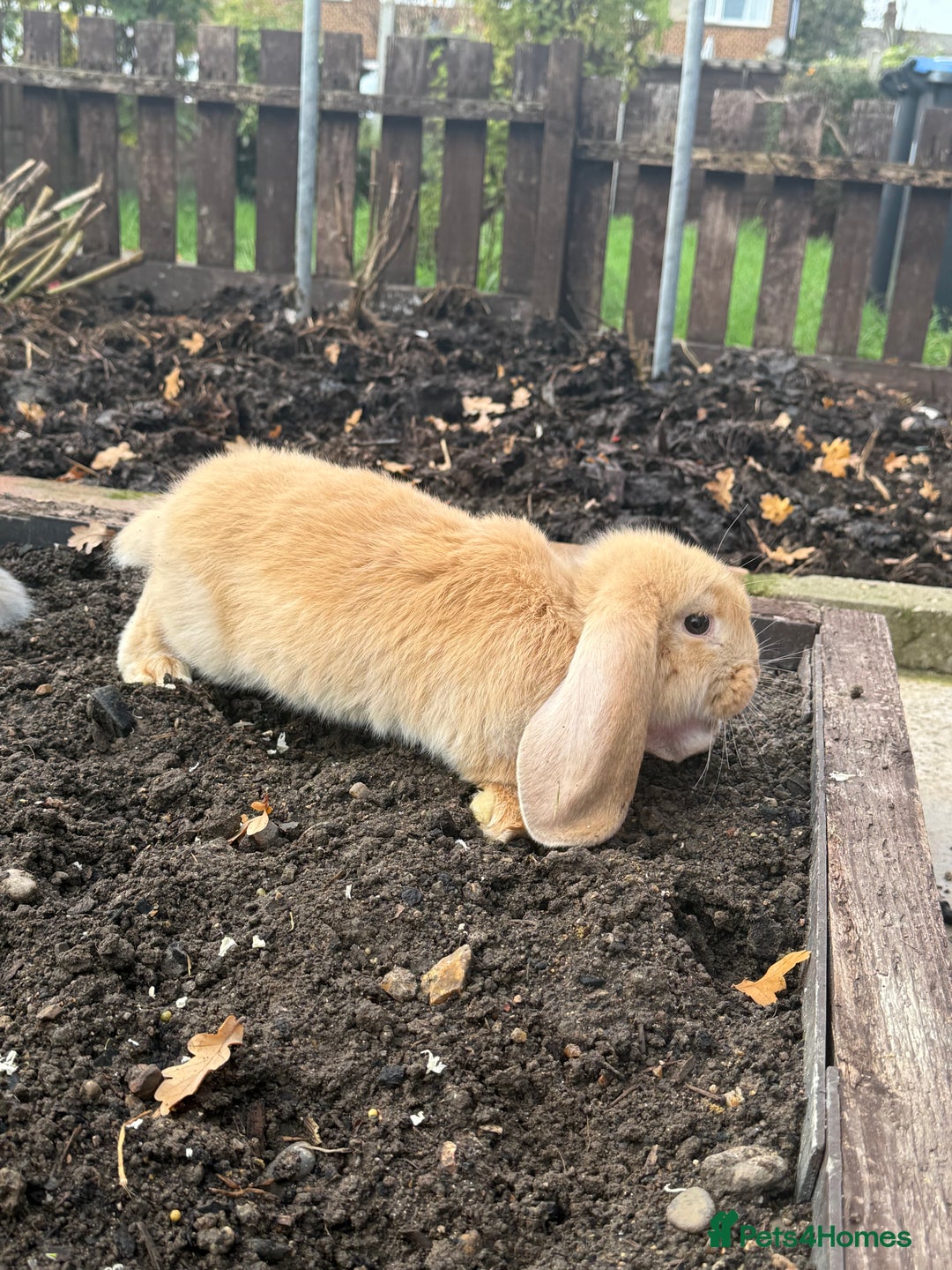 French Lop rabbits for sale: Litter of Giant French Lop Bunnies 🩵🩷 - Advert 11