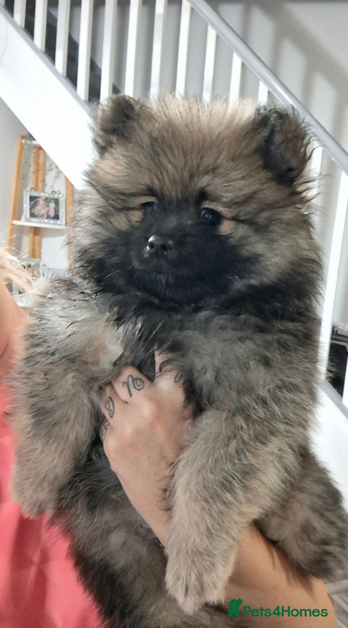 Pomeranian dogs 🌟Ready now!!1 pom boy waiting 4ever home🥰 - Advert 15