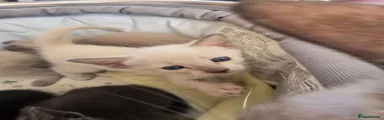 Siamese 1