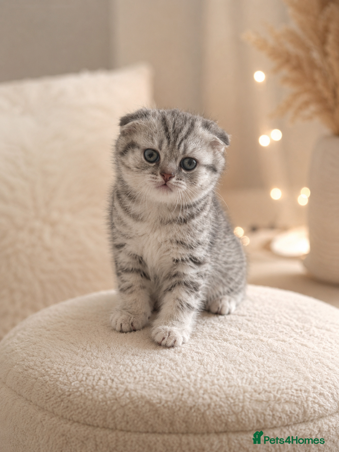 Scottish Fold cats Adorable Scottish kittens for sale🐾 - Advert 1