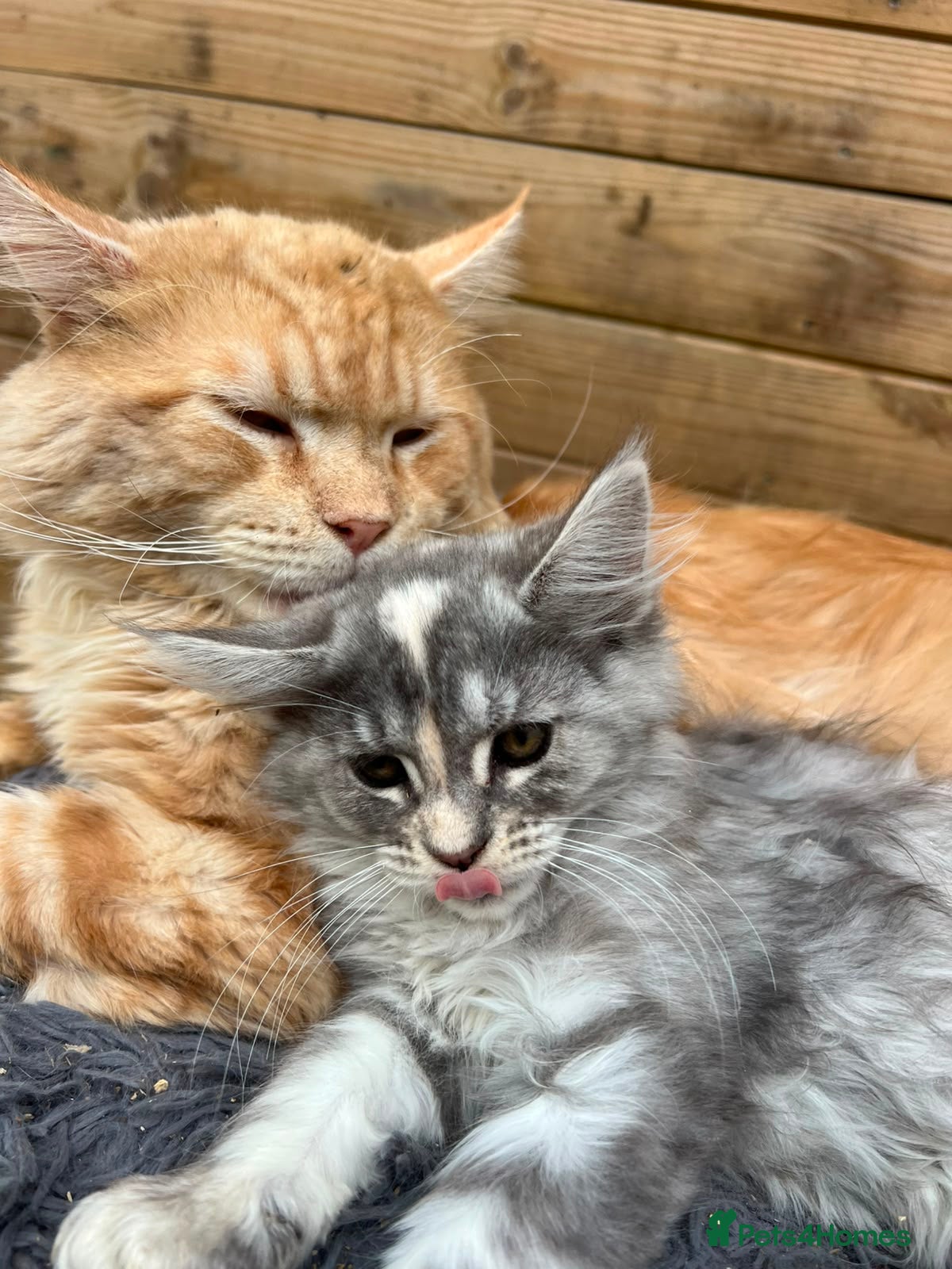 Maine Coon cats Maine Coon Kittens  - Advert 1