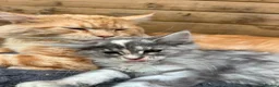 Maine Coon cats for sale: Maine Coon Kittens  - Advert 5