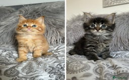 Maine Coon cats for sale: GCCF Maine Coon Kittens-Champion and Russian lines in Swindon - Image 5