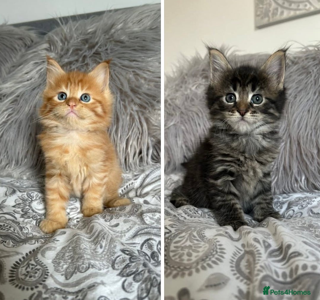 Maine Coon cats for sale: GCCF Maine Coon Kittens-Champion and Russian lines in Swindon - Image 5