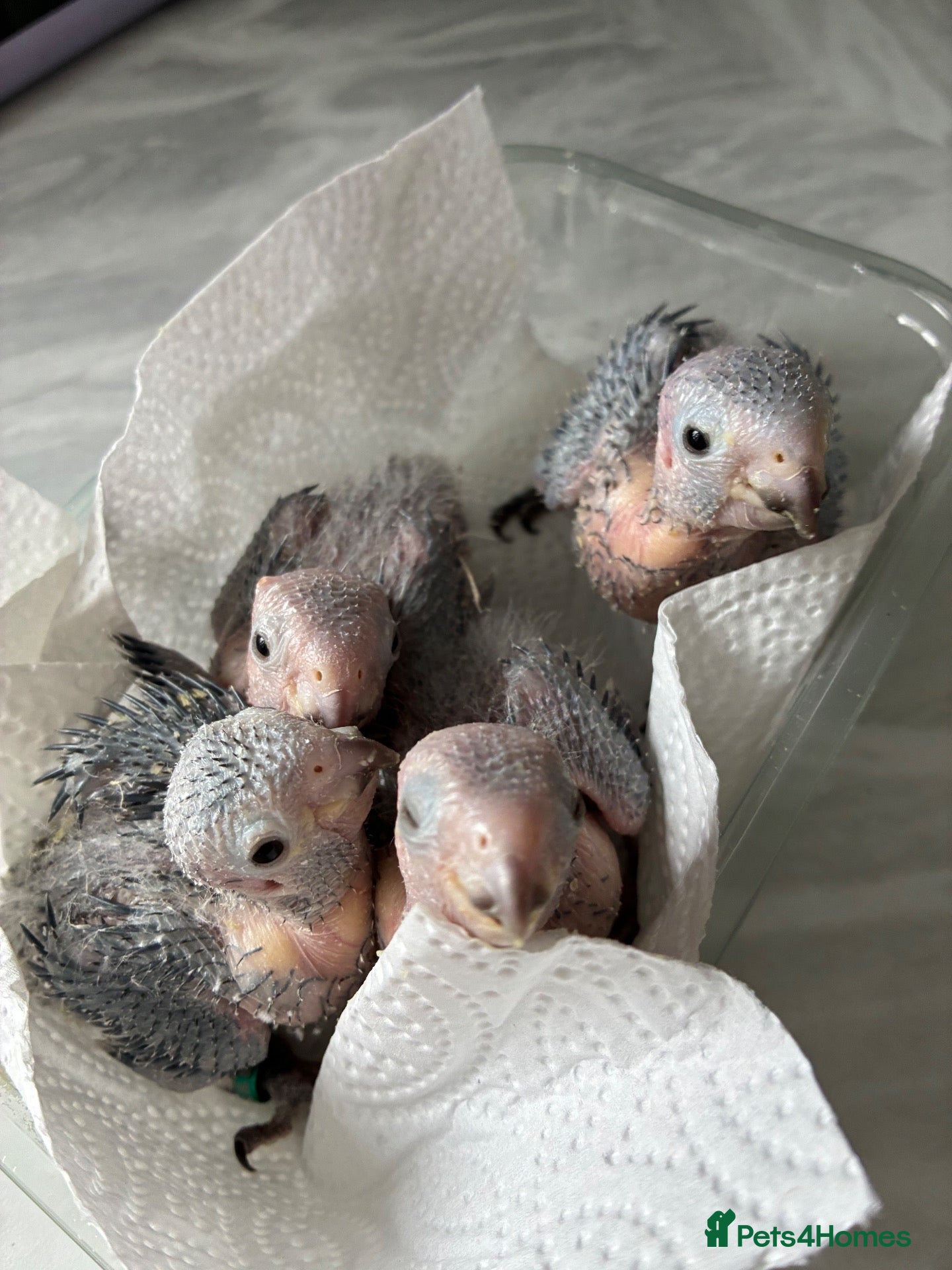 Conures birds Hand reared silly tame rare conures!  - Advert 16
