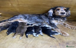 Cockapoo dogs for sale: F1 Gen Cockapoo Puppies - Image 1