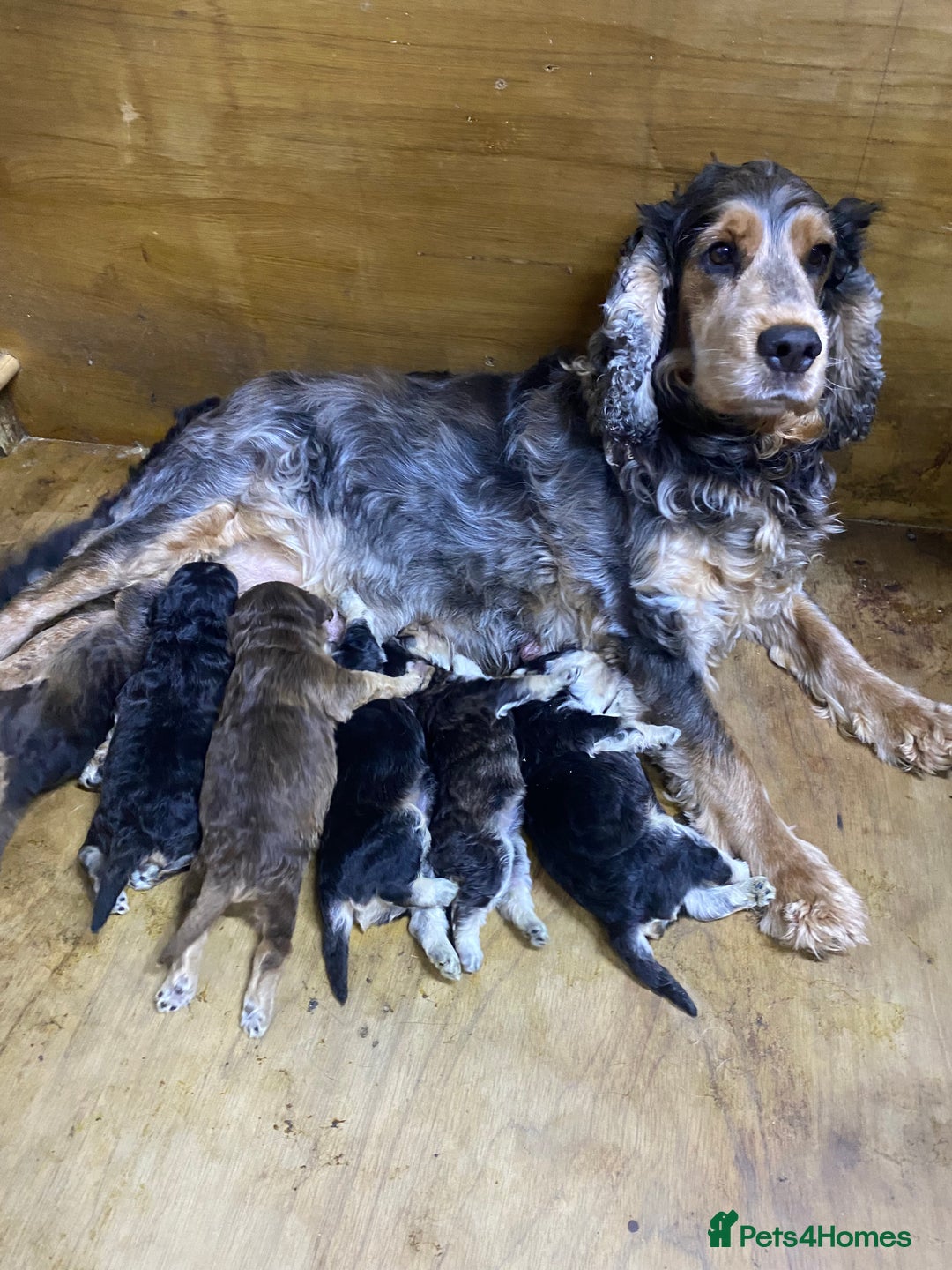 Cockapoo dogs for sale: F1 Gen Cockapoo Puppies - Image 1