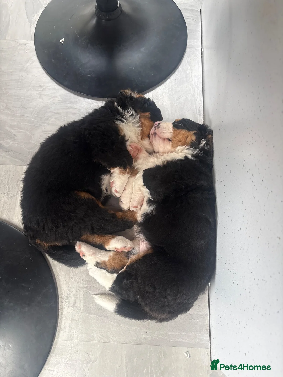 Bernedoodle dogs for sale: Gorgeous tri-colour Bernedoodle puppies  - Advert 2