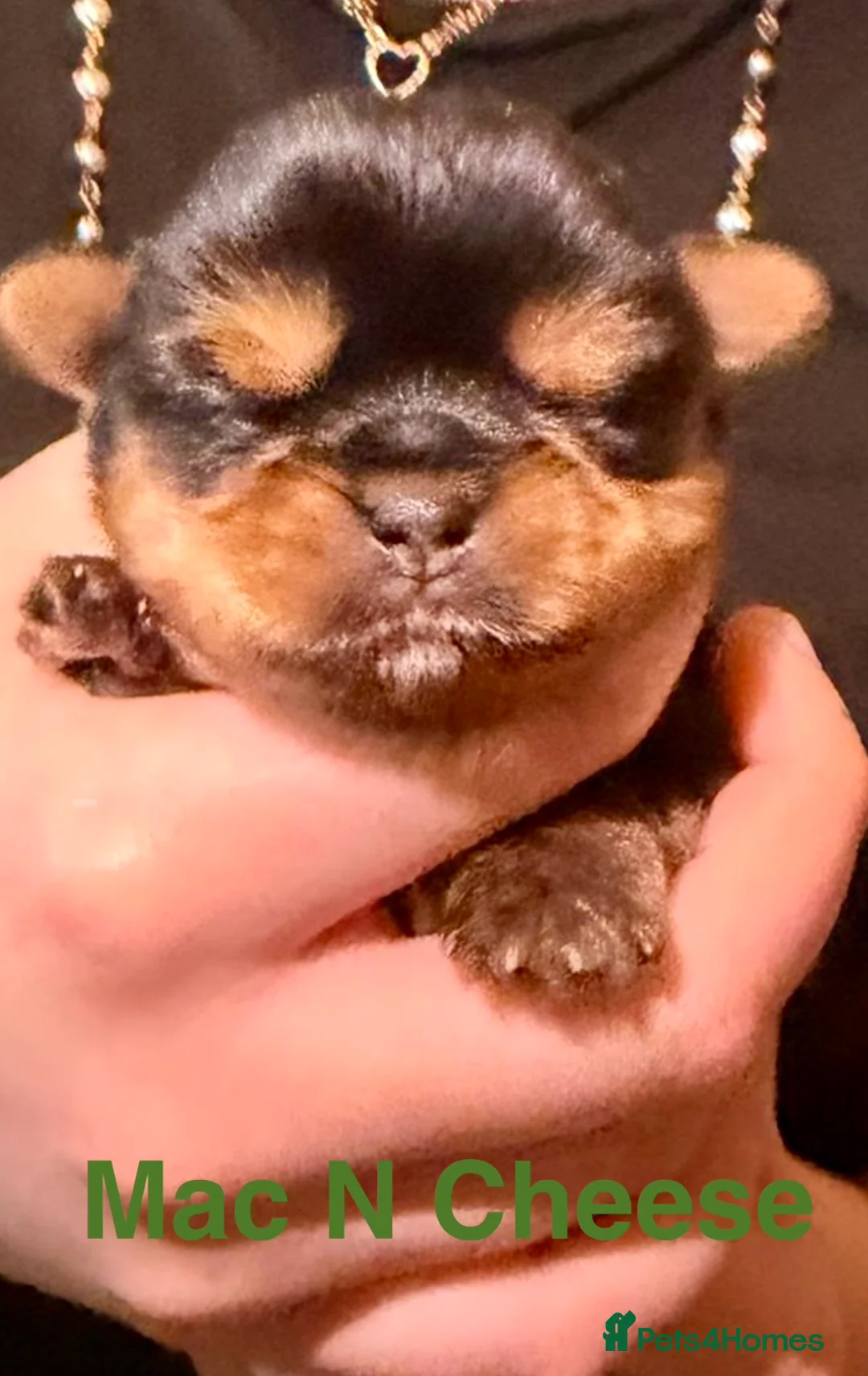 Yorkshire Terrier dogs for sale: Miniature Yorkshire Terriers - Advert 9