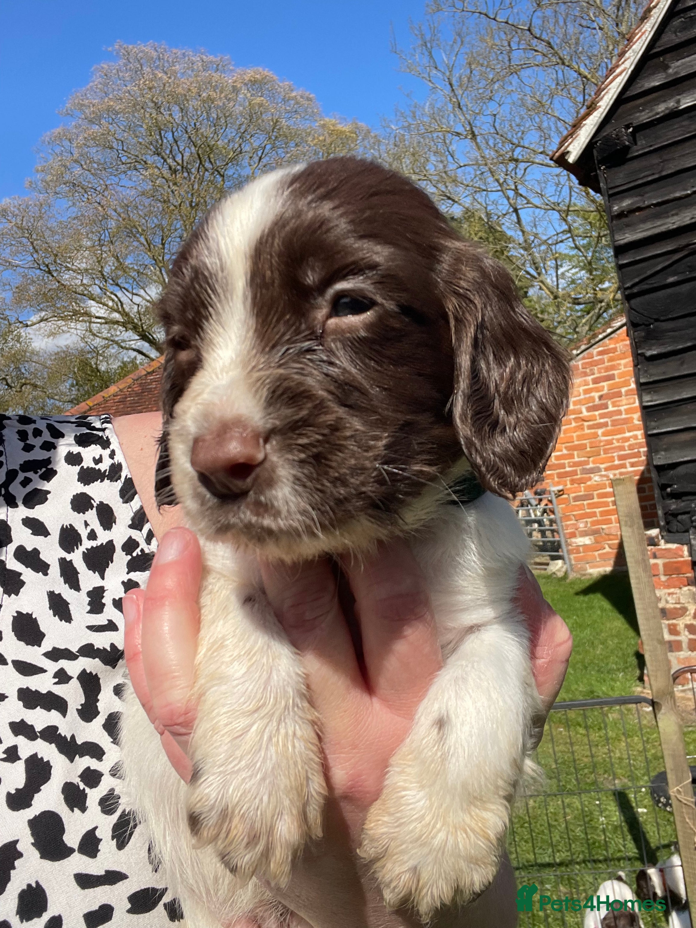 English Springer Spaniel dogs ✨ KC English Springer Spaniel Puppies ✨ - Advert 2