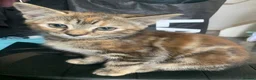 Mixed Breed cats for sale: 10 week old Maincoon cross Tabby kittens  in Bolton - Advert 10