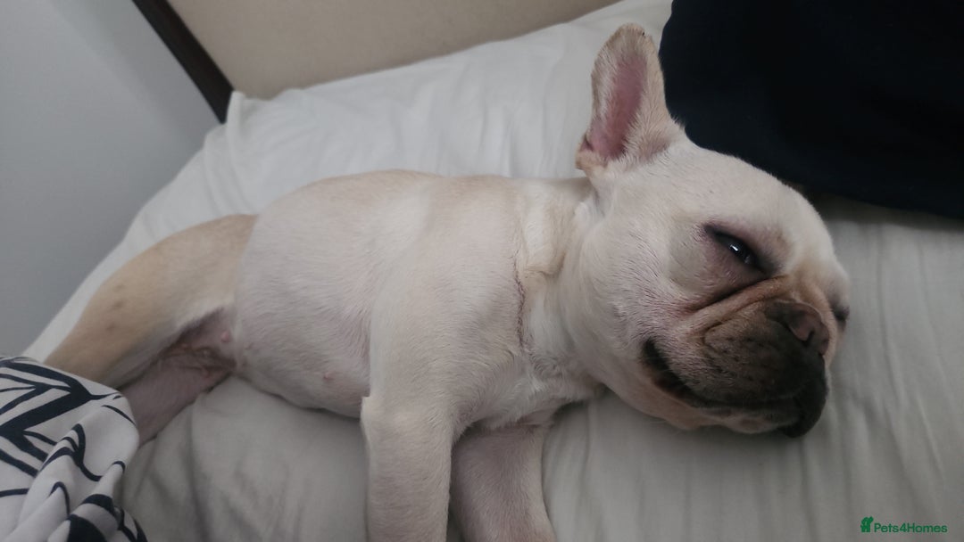 French Bulldog dogs for sale: Loving French Bulldog Looking For Suitable Home - Image 3