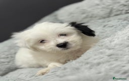 Malshi dogs for sale: Maltese puppy’s  - Image 7