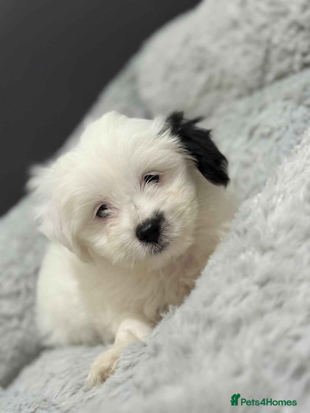 Malshi dogs for sale: Maltese puppy’s  - Image 7