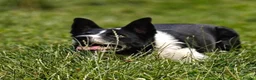 Border Collie dogs for adoption: Meet Max, looking for a new family or foster home - Advert 7