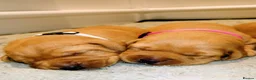 Labrador Retriever dogs for sale: Beautiful KC Registered Fox Red Labrador Puppies - Advert 15