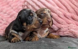 Miniature Dachshund dogs for sale: Beautiful KC miniature dachshund puppies - Image 17