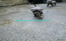 American Bulldog dogs for sale: American bulldog puppies - Image 1