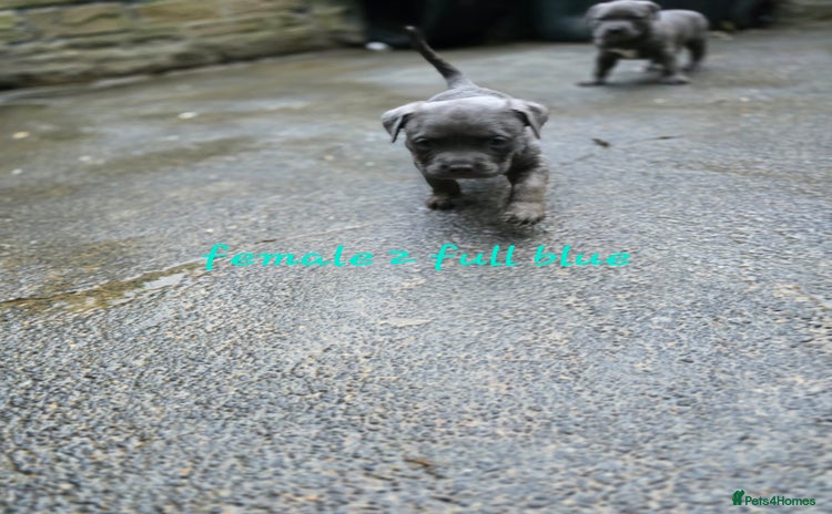 American Bulldog dogs for sale - Advert 1