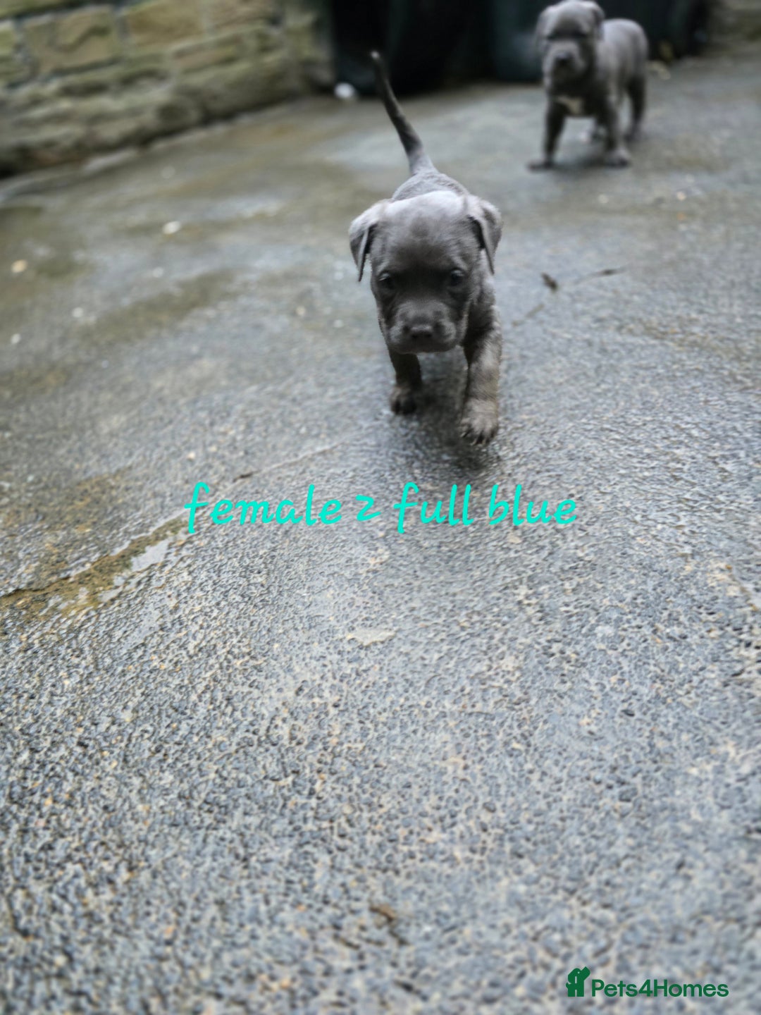American Bulldog dogs for sale: American bulldog puppies - Image 1