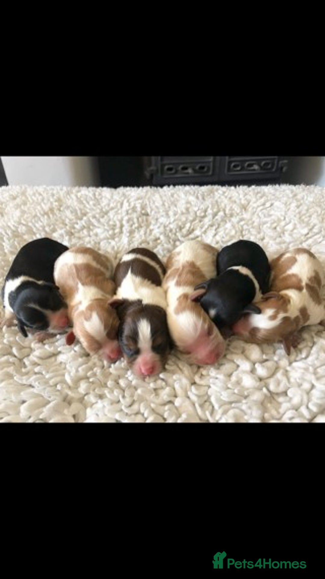 Cavalier King Charles Spaniel dogs for stud: Extensively Health Tested Cavalier King Charles Sp in Mansfield - Image 14
