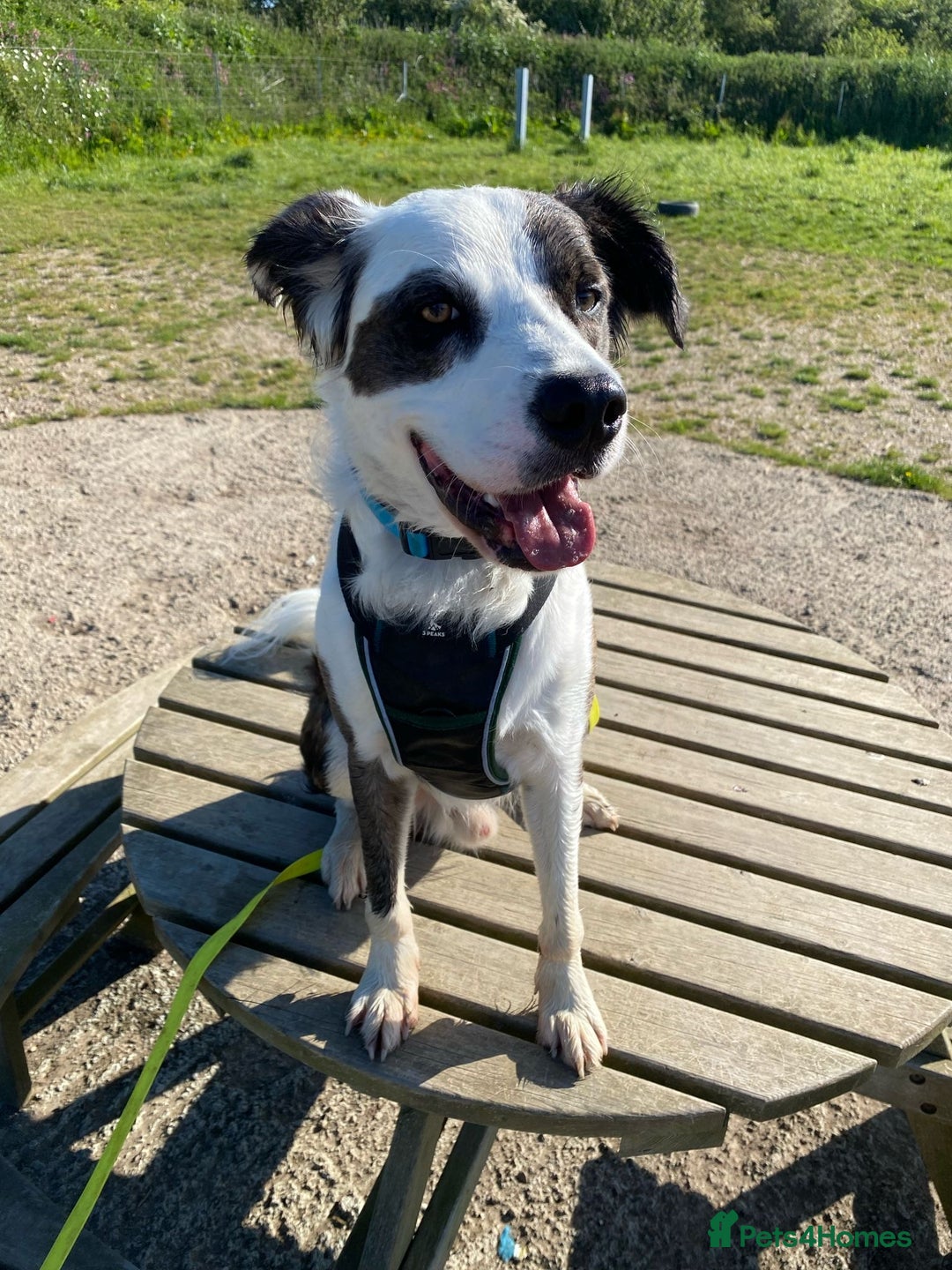 Mixed Breed dogs for adoption: Urgent Foster To Adopt Buddy 🚨  - Image 5
