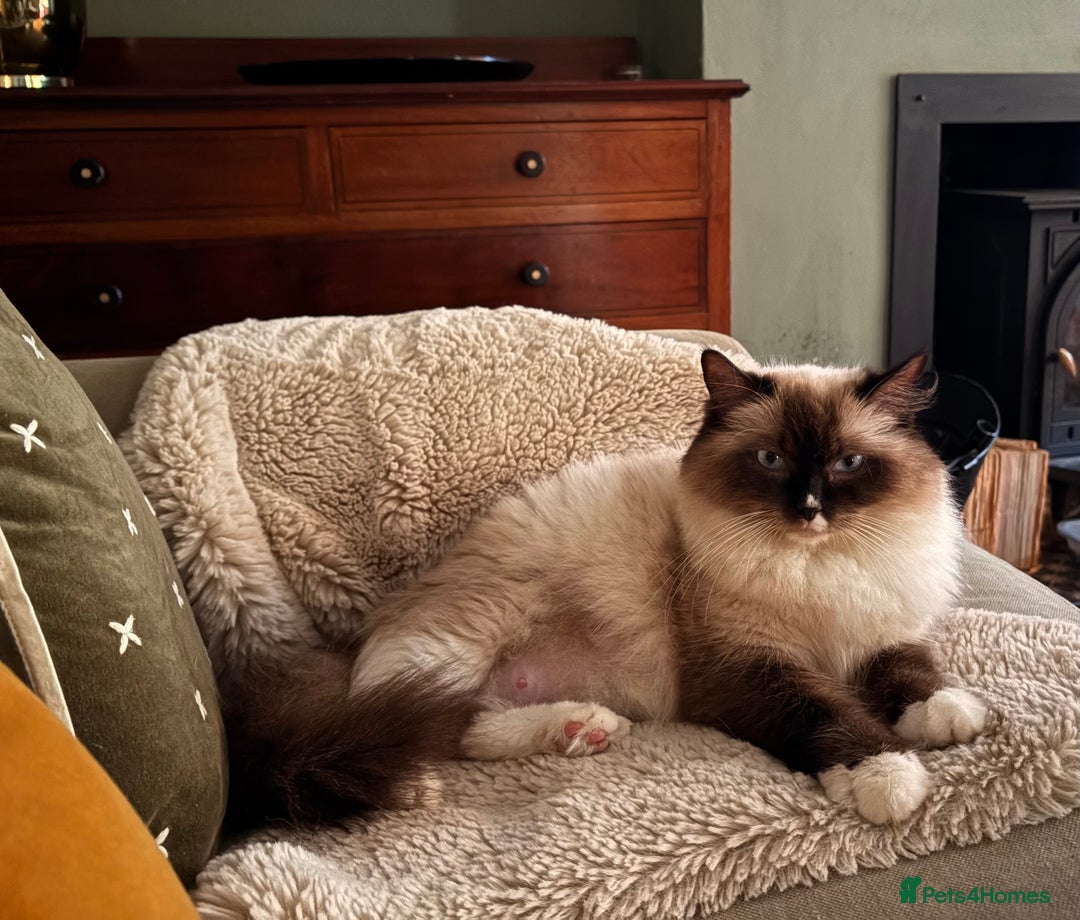 Ragdoll cats for sale: Beautiful girl for loving home  - Image 3