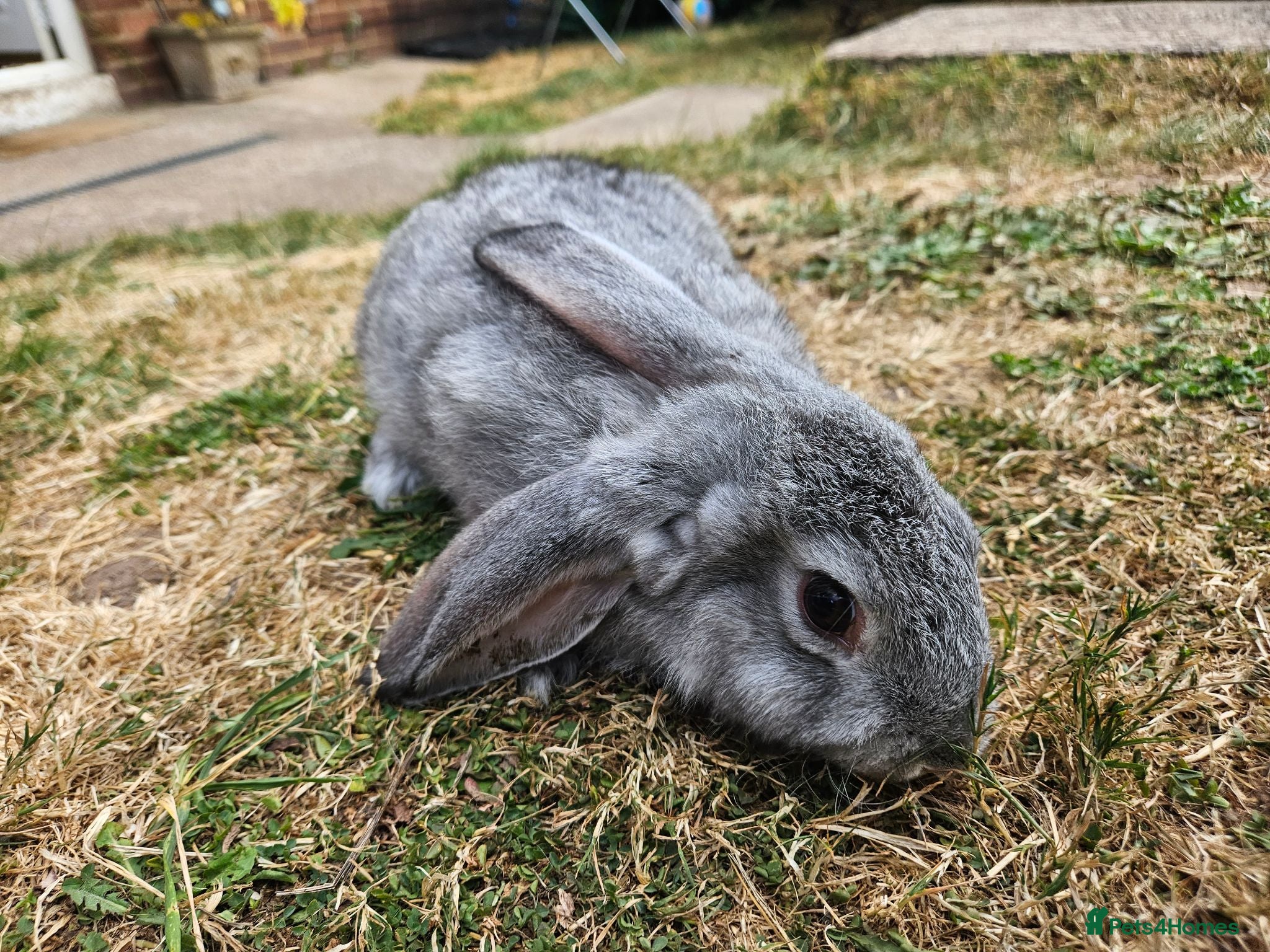 Continental Giant rabbits Continental cross French lop  - Advert 11
