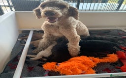 Bernedoodle dogs for sale: Medium Size Bernedoodle F1 puppies.  - Image 14
