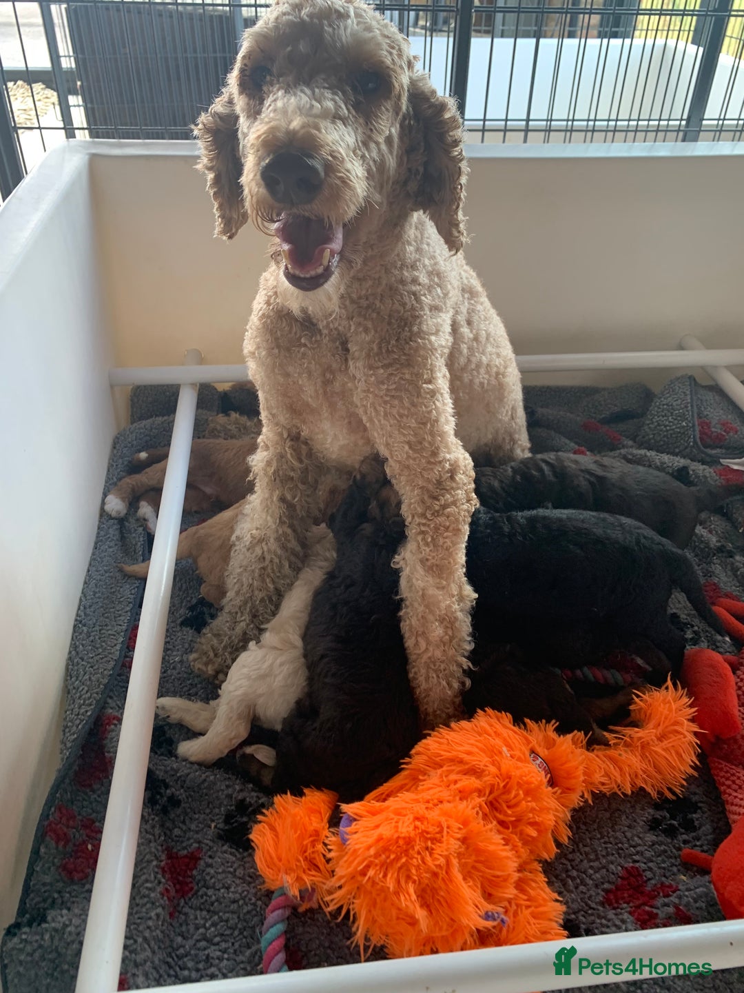 Bernedoodle dogs for sale: Medium Size Bernedoodle F1 puppies.  - Image 14