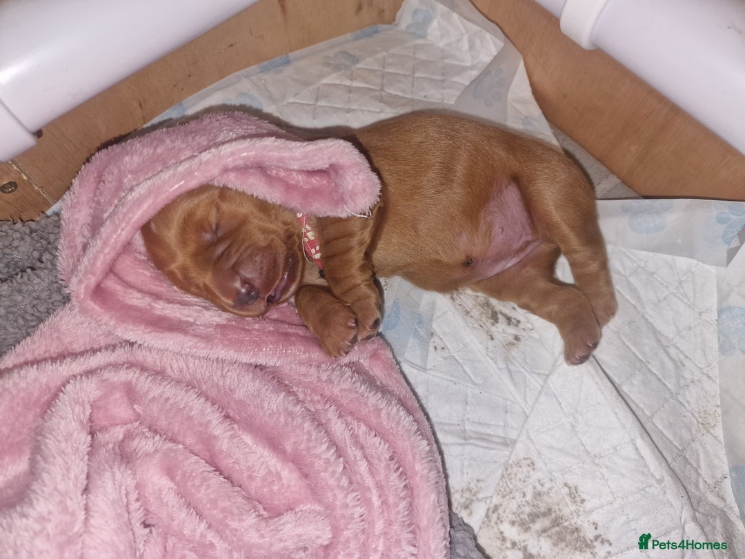 Golden Retriever dogs for sale: Beautiful KC-Registered Golden Retriever Puppies - Advert 28