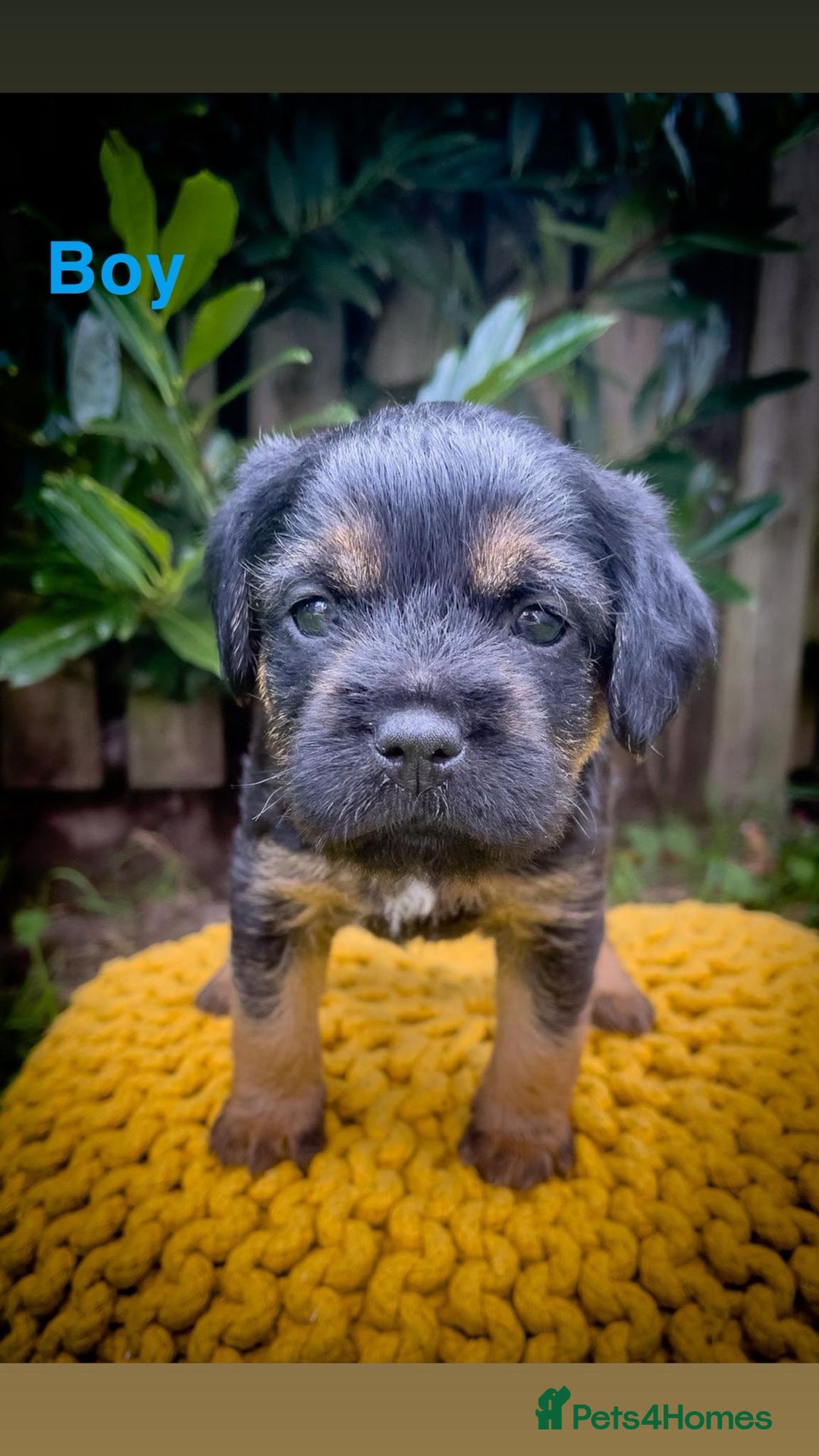 Border Terrier dogs for sale: Border Terrier - Image 2