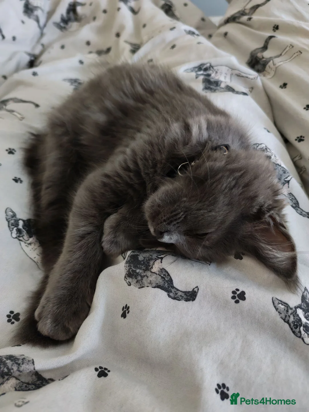 Maine Coon cats for sale: Gorgeous male kitten in Rotherham - Advert 6