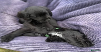 Cockapoo dogs in Leicester - Advert 3